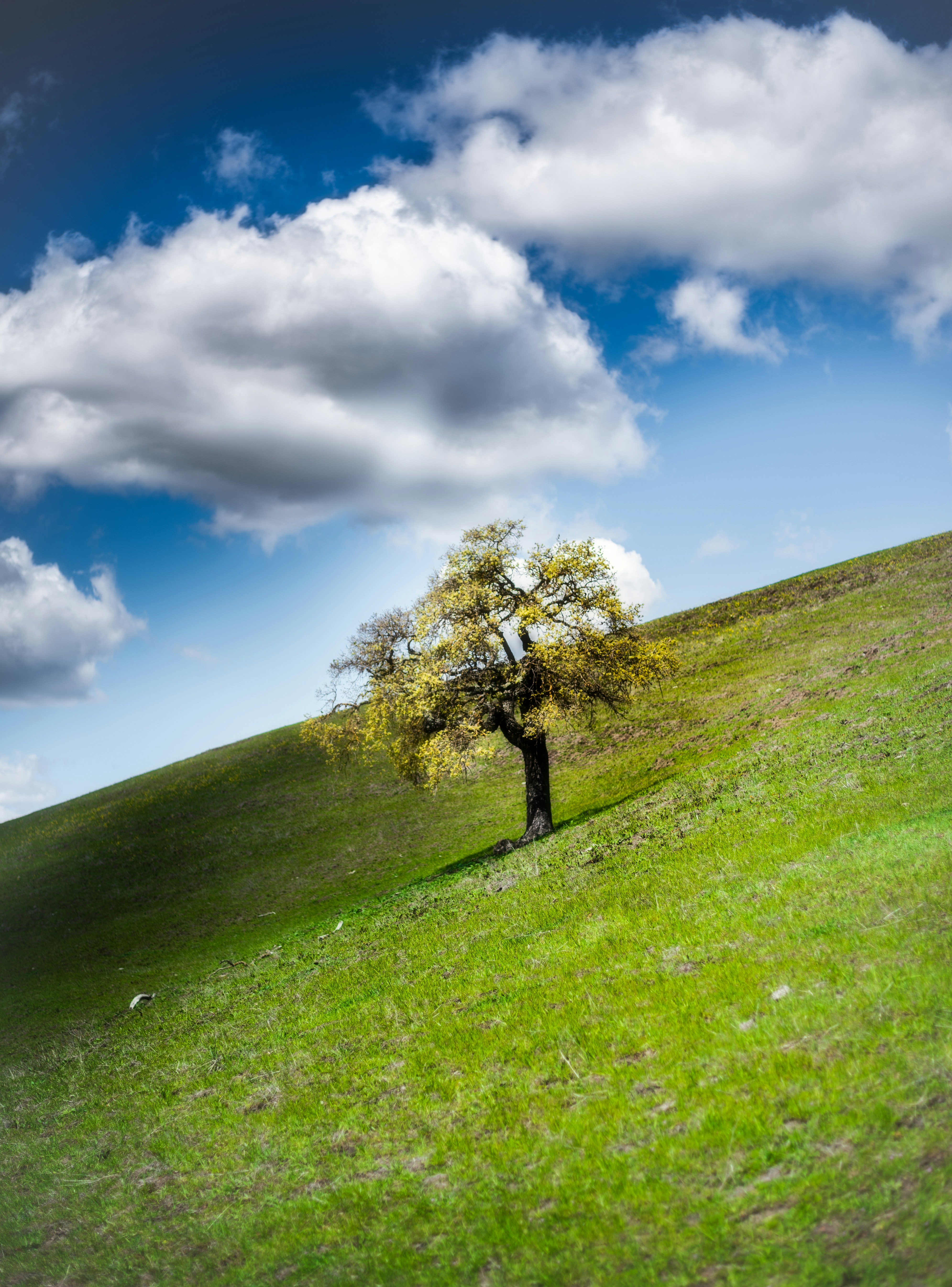 a tree on a grassy hill