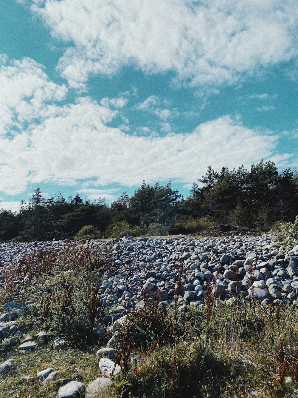 a rocky area with trees in the background