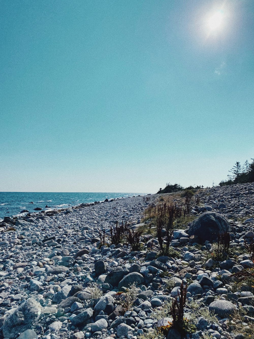 a rocky beach with a tree