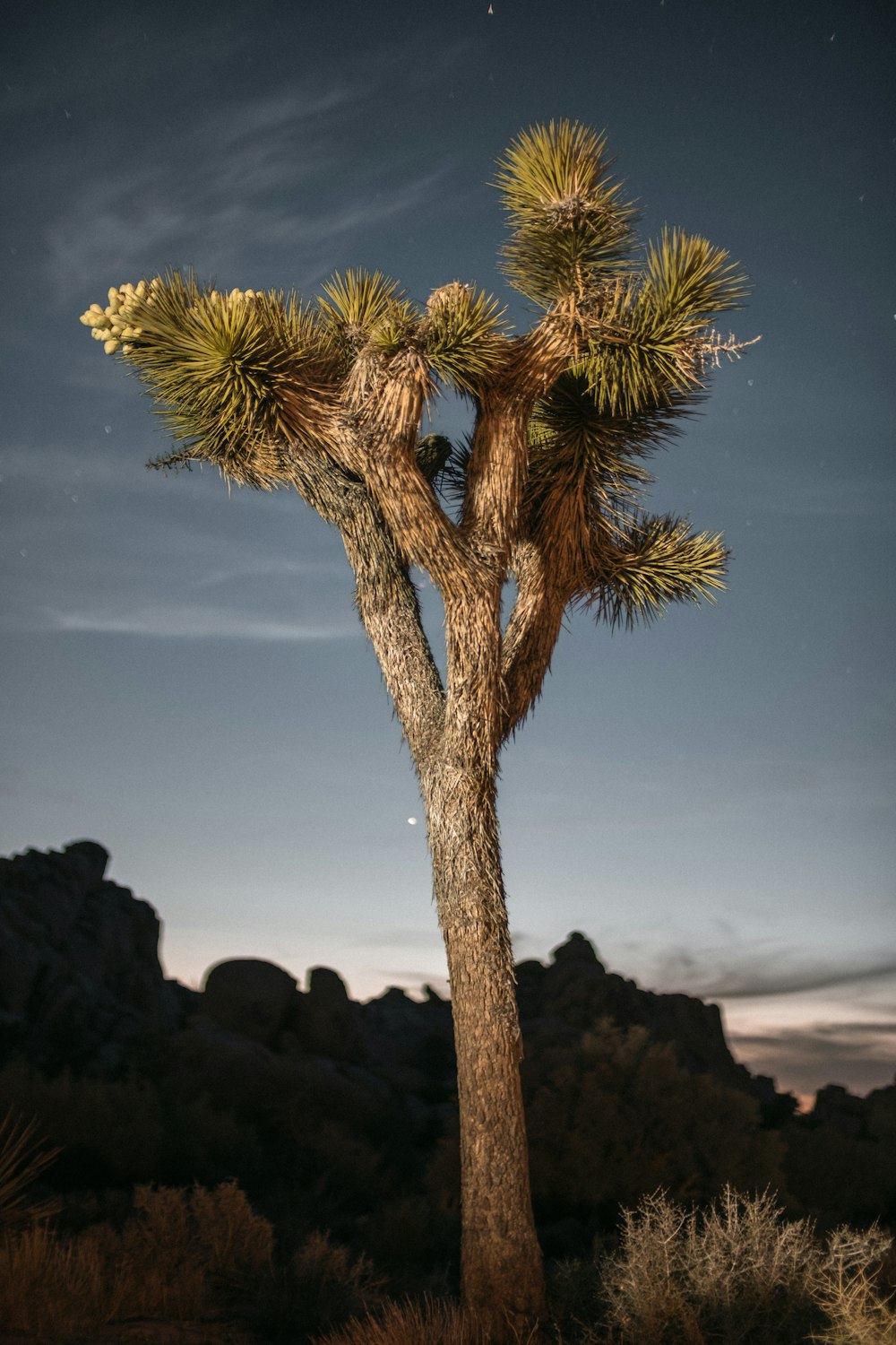 a tree with a large trunk with Joshua Tree National Park in the background
