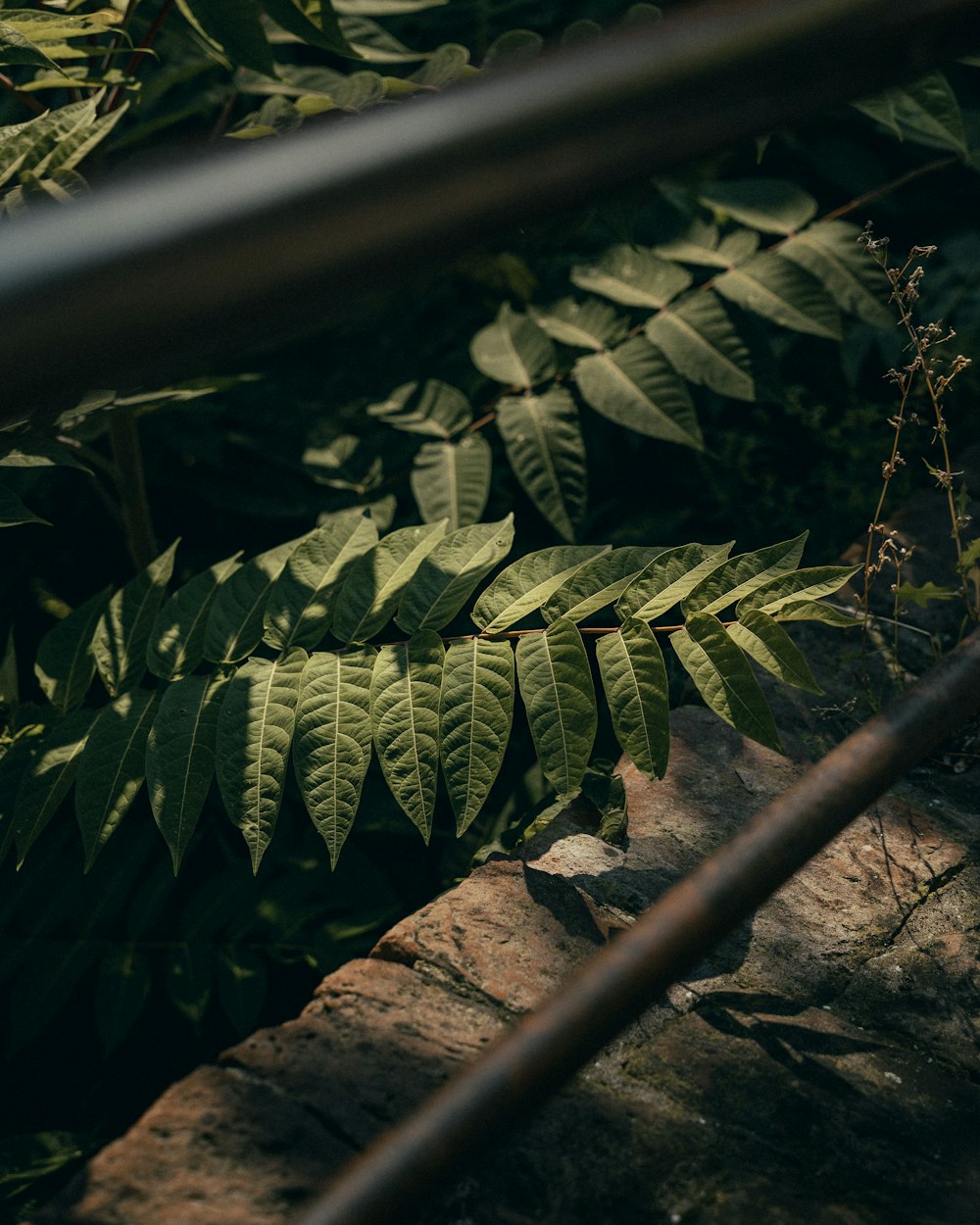 a group of green plants