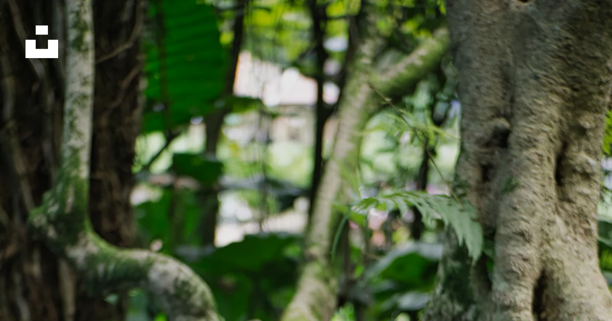 Tree Squali A tree with a squirrel in it photo – Free Tree Image on Unsplash
