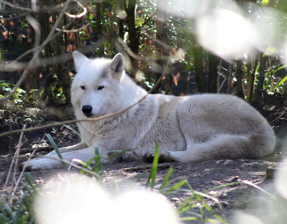 a white wolf lying in the grass