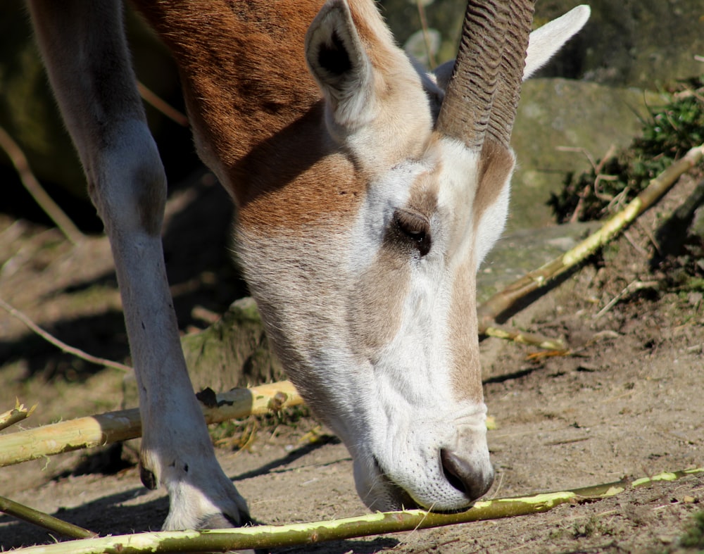 a horse eating grass