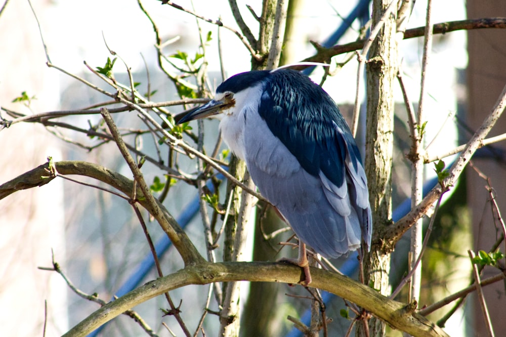 a bird sitting on a tree branch