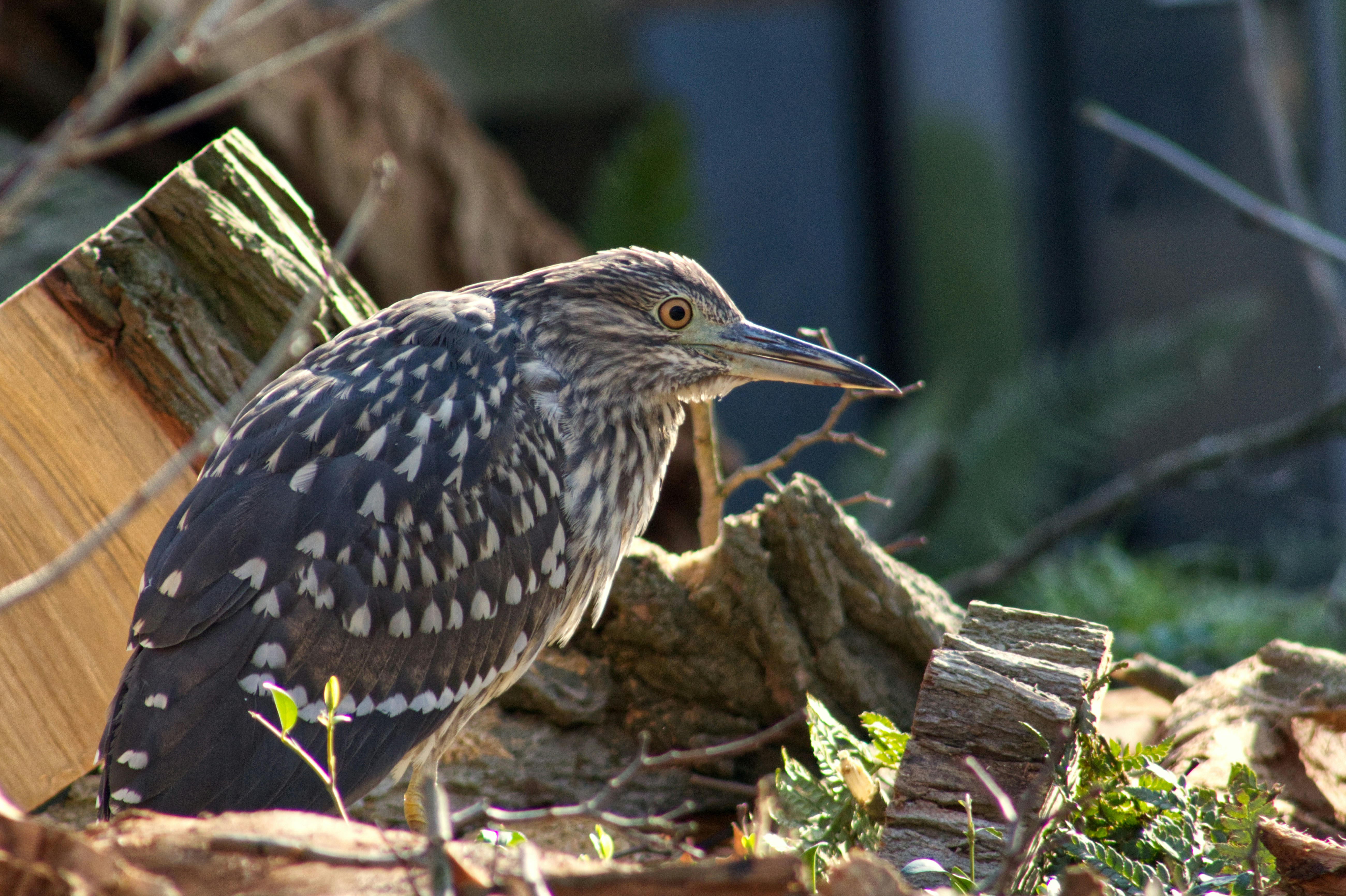 Photo by lapuertagela