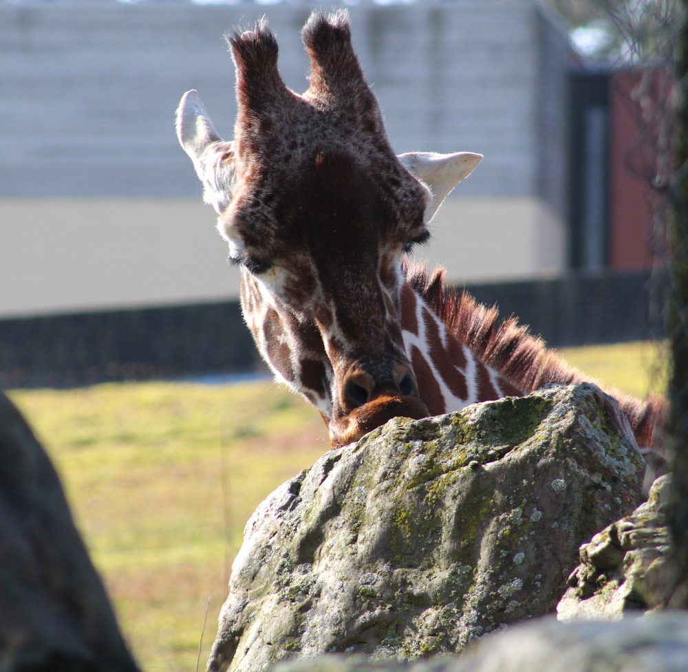 a giraffe eating from a rock