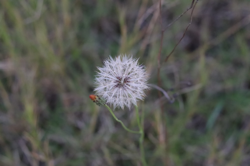 a dandelion flower in a field