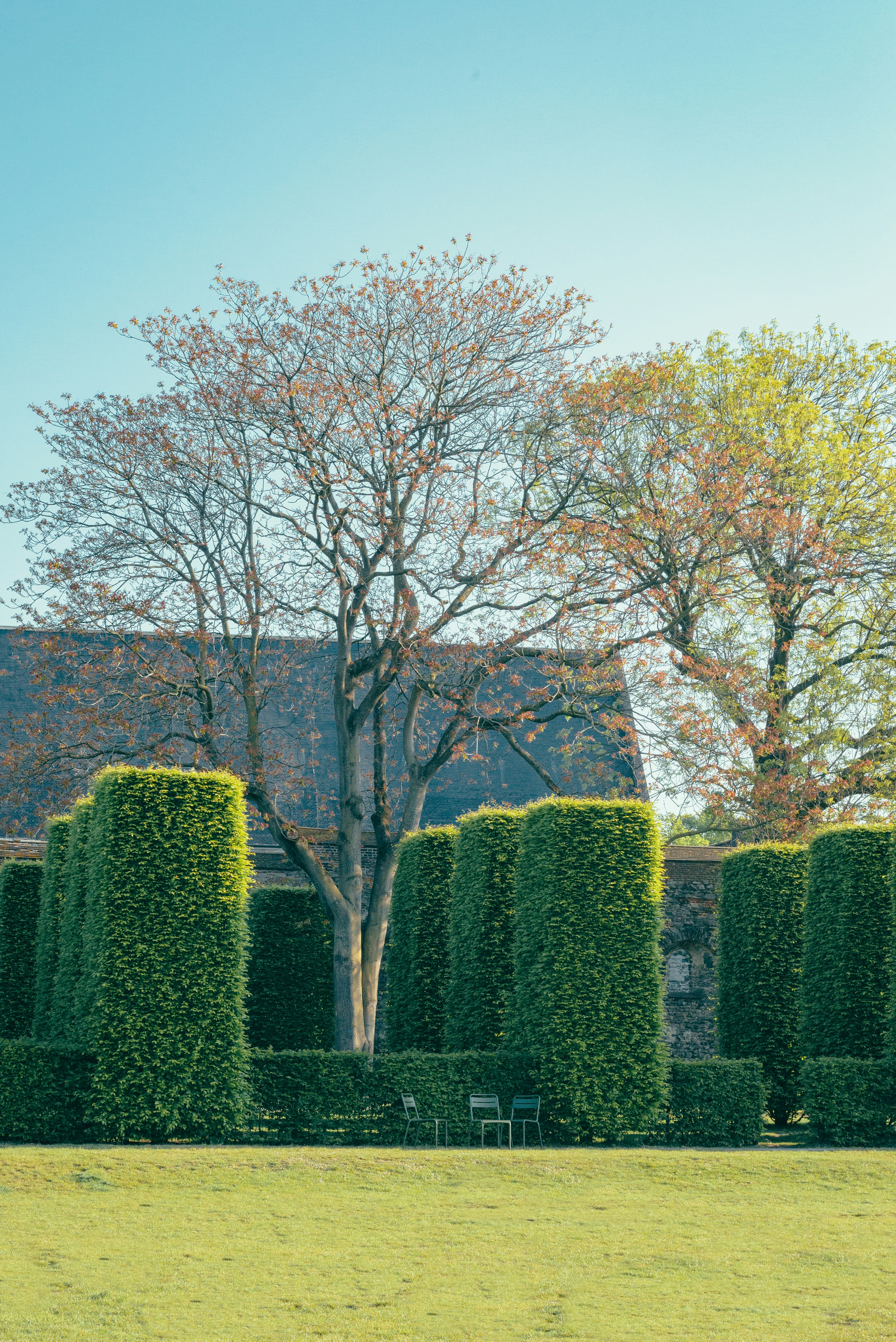 a tree in a park