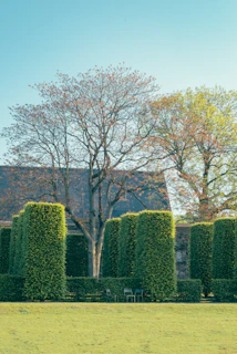 A peaceful backyard framed by perfectly shaped cedar hedges under a clear blue sky