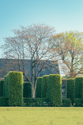 Well-maintained hedges with geometric shapes stand in the foreground, accompanied by large deciduous trees with sparse foliage. A quaint setting includes a few metal chairs arranged beneath the trees, and the sky is clear with a serene blue tone.