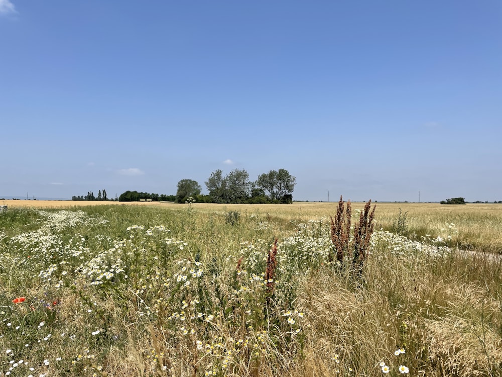 Un campo de flores