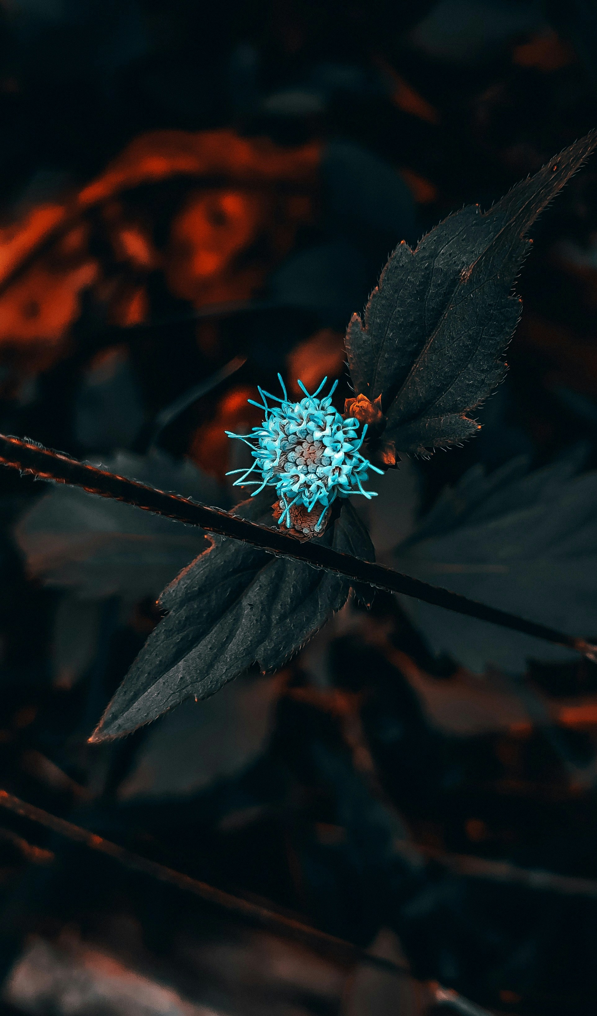 una flor azul en una rama