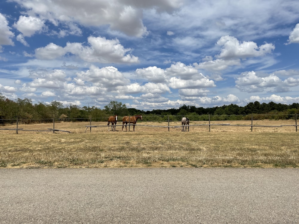 a group of animals stand in a field