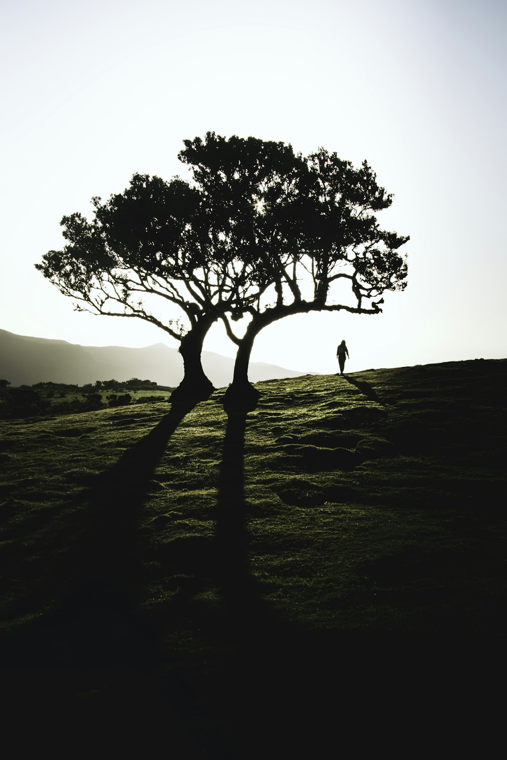 a person standing next to a tree