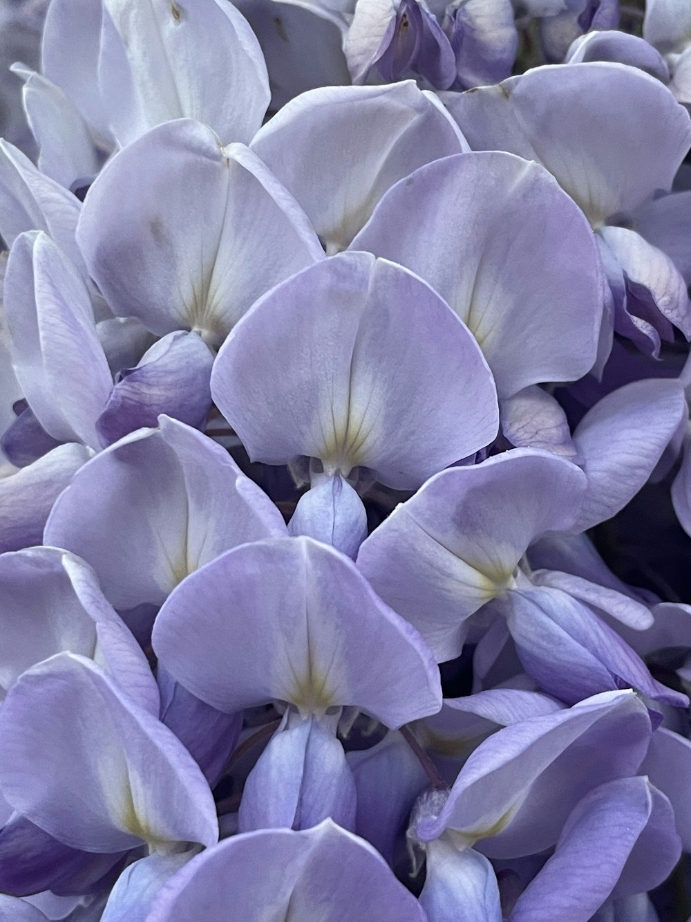 a close up of a flower