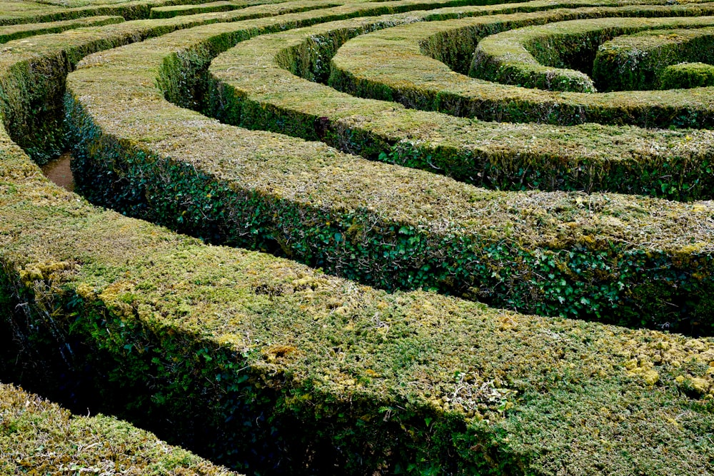 Un champ de plantes vertes