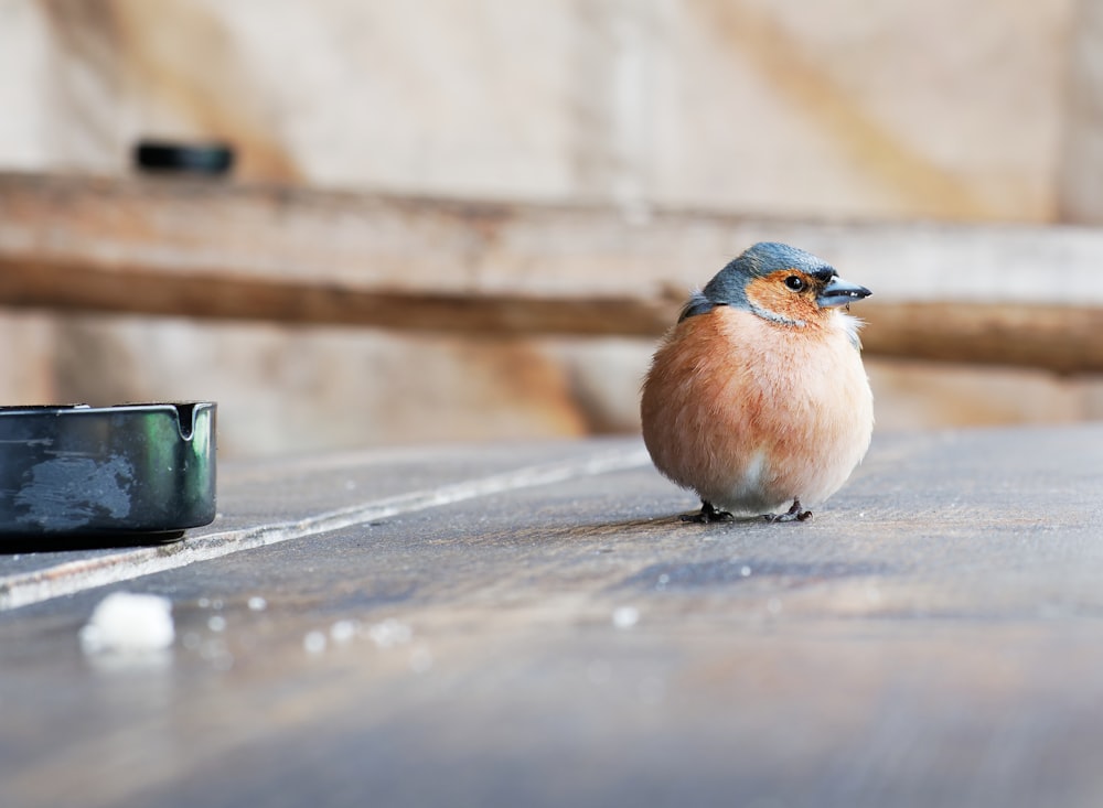 a small bird on a concrete surface