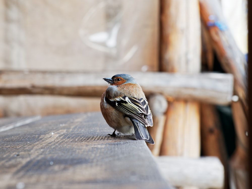 a small bird perched on a wood fence