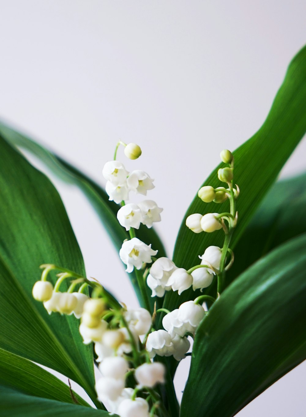 a close-up of a plant