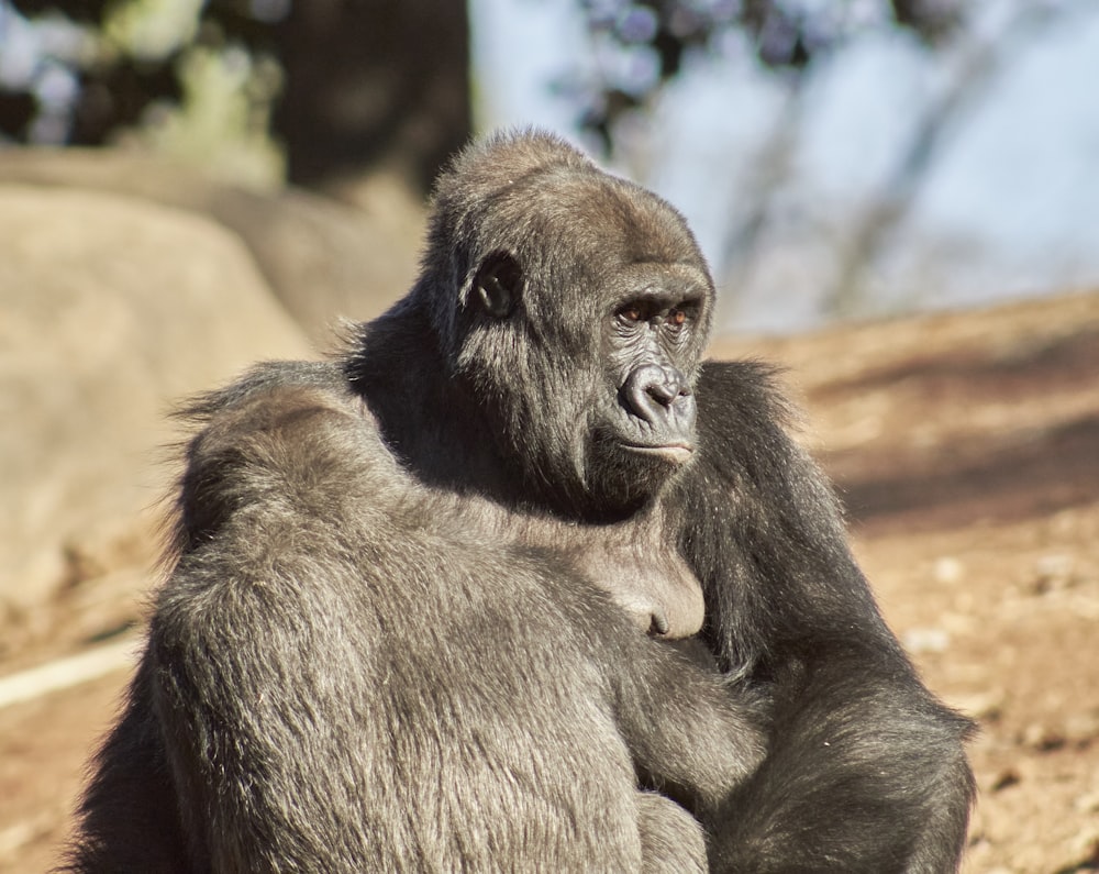 a monkey sitting on a rock