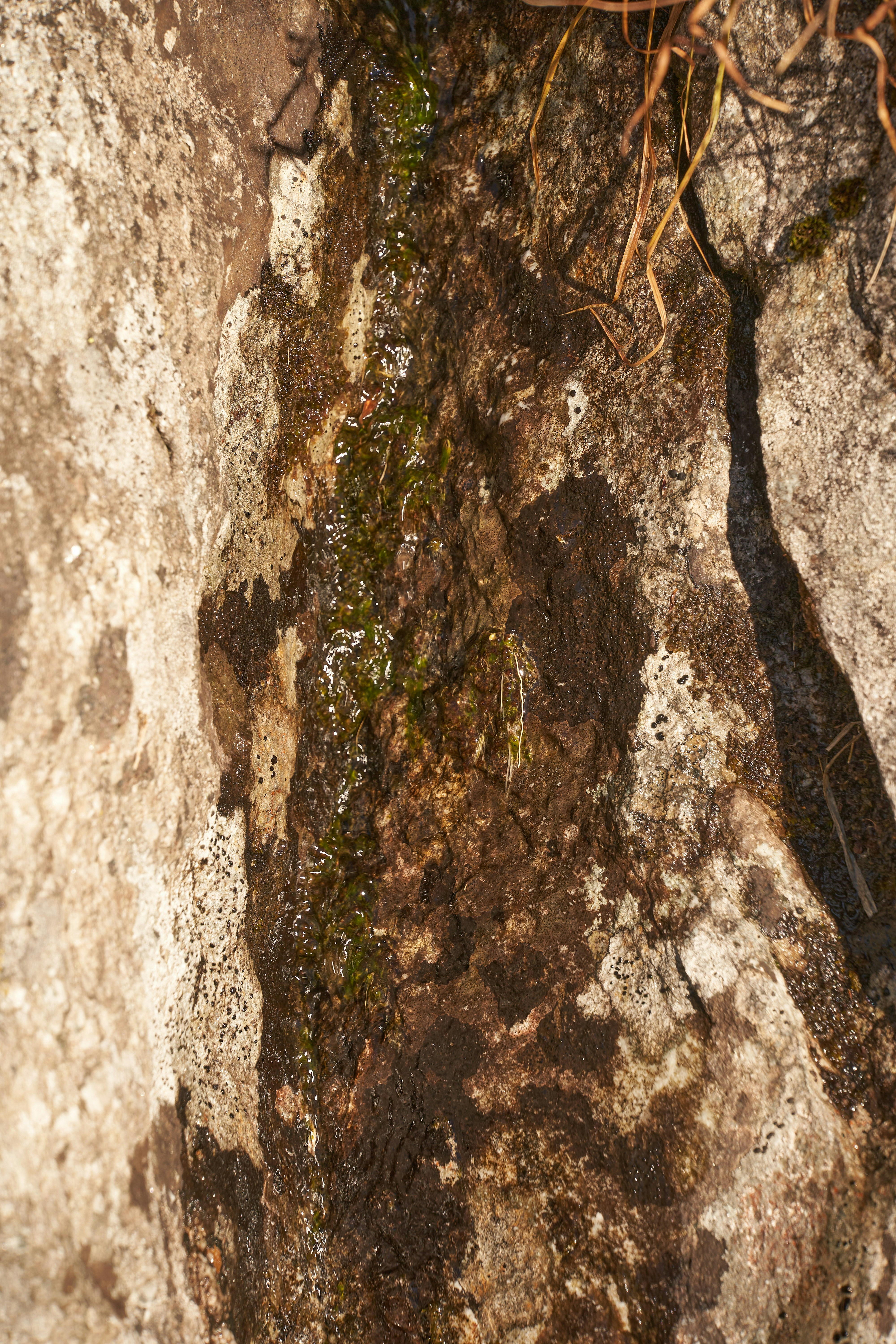 Photo by wolfgang_hasselmann