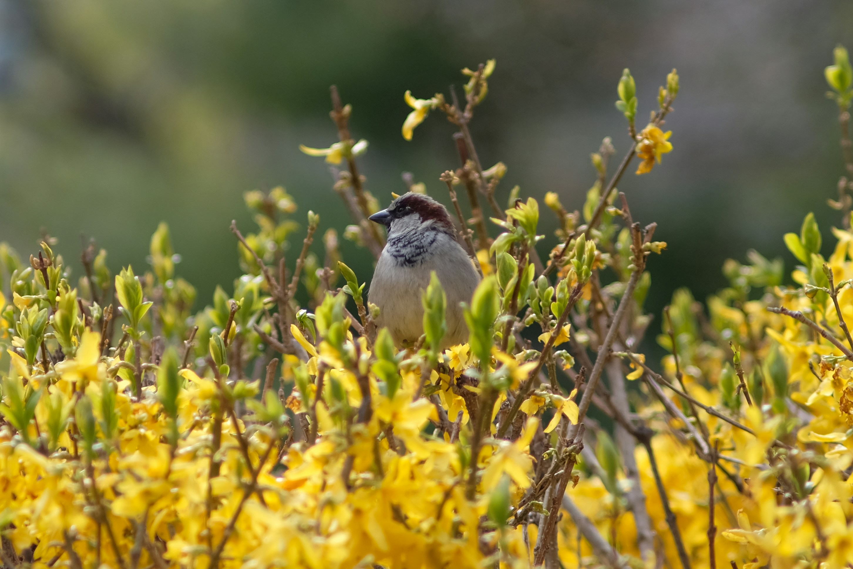 a small bird sits on a branch