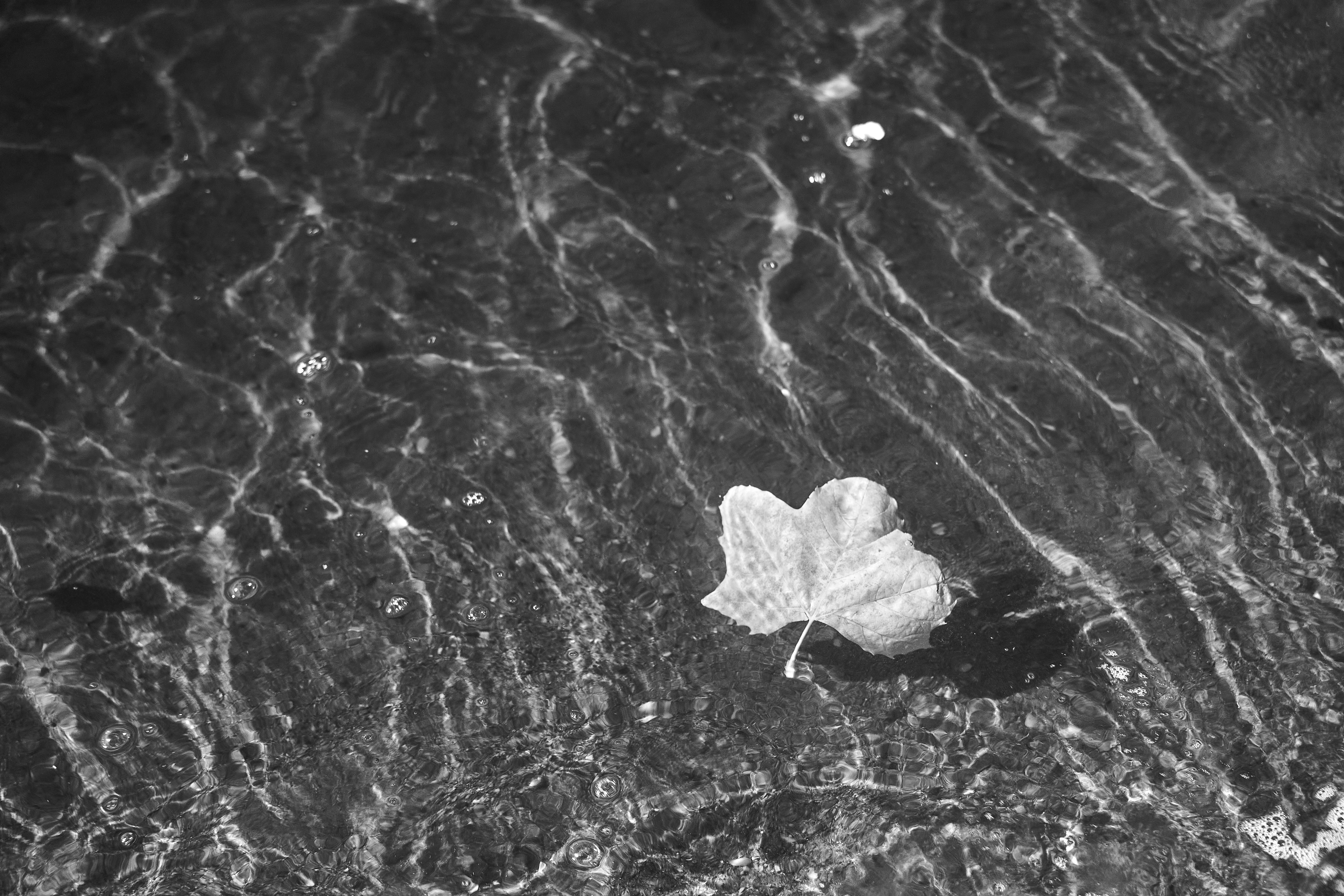 Photo by wolfgang_hasselmann