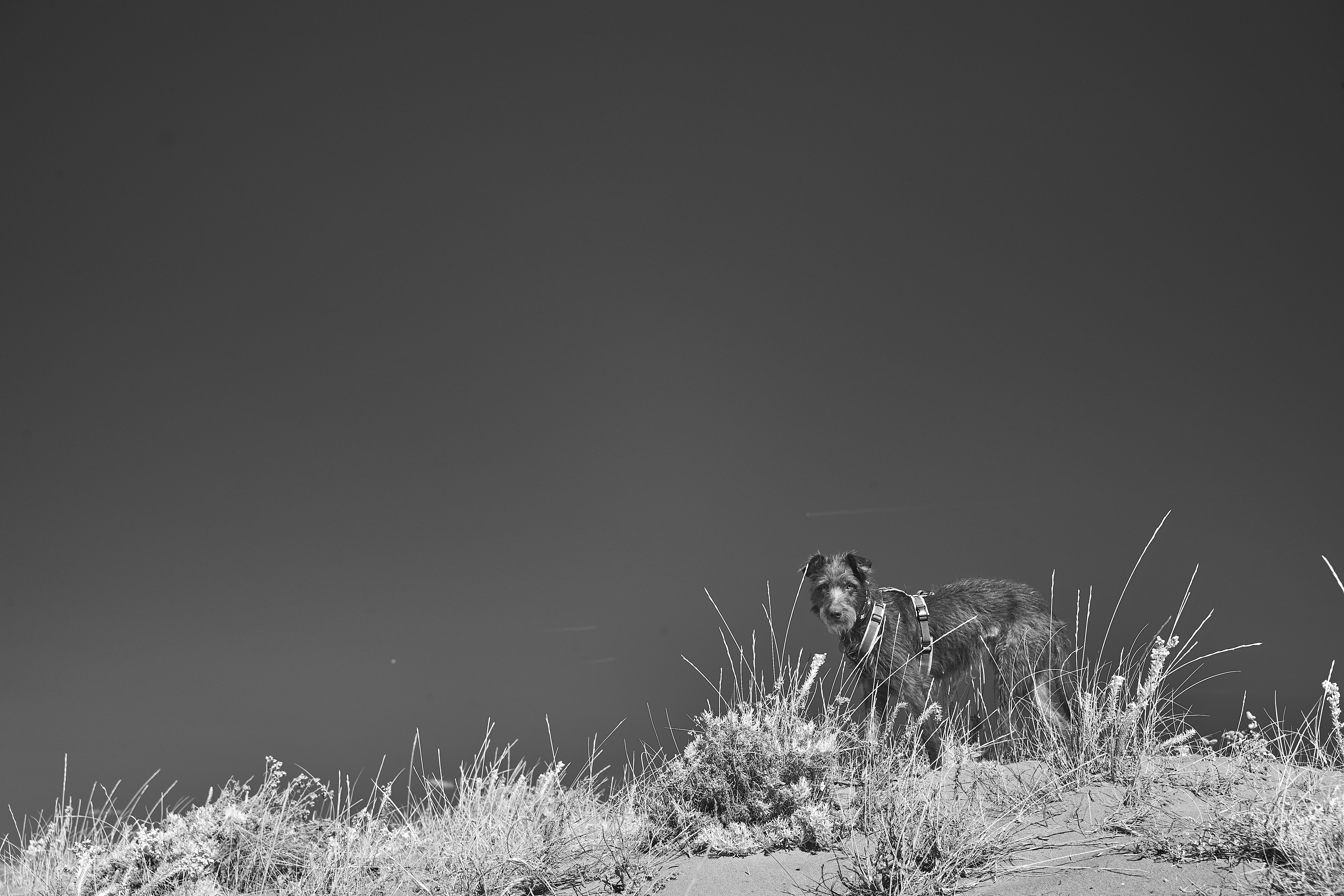 Photo by wolfgang_hasselmann