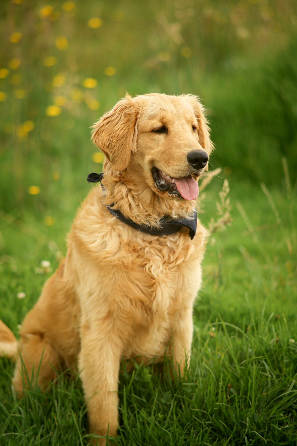 Ein Hund sitzt im Gras