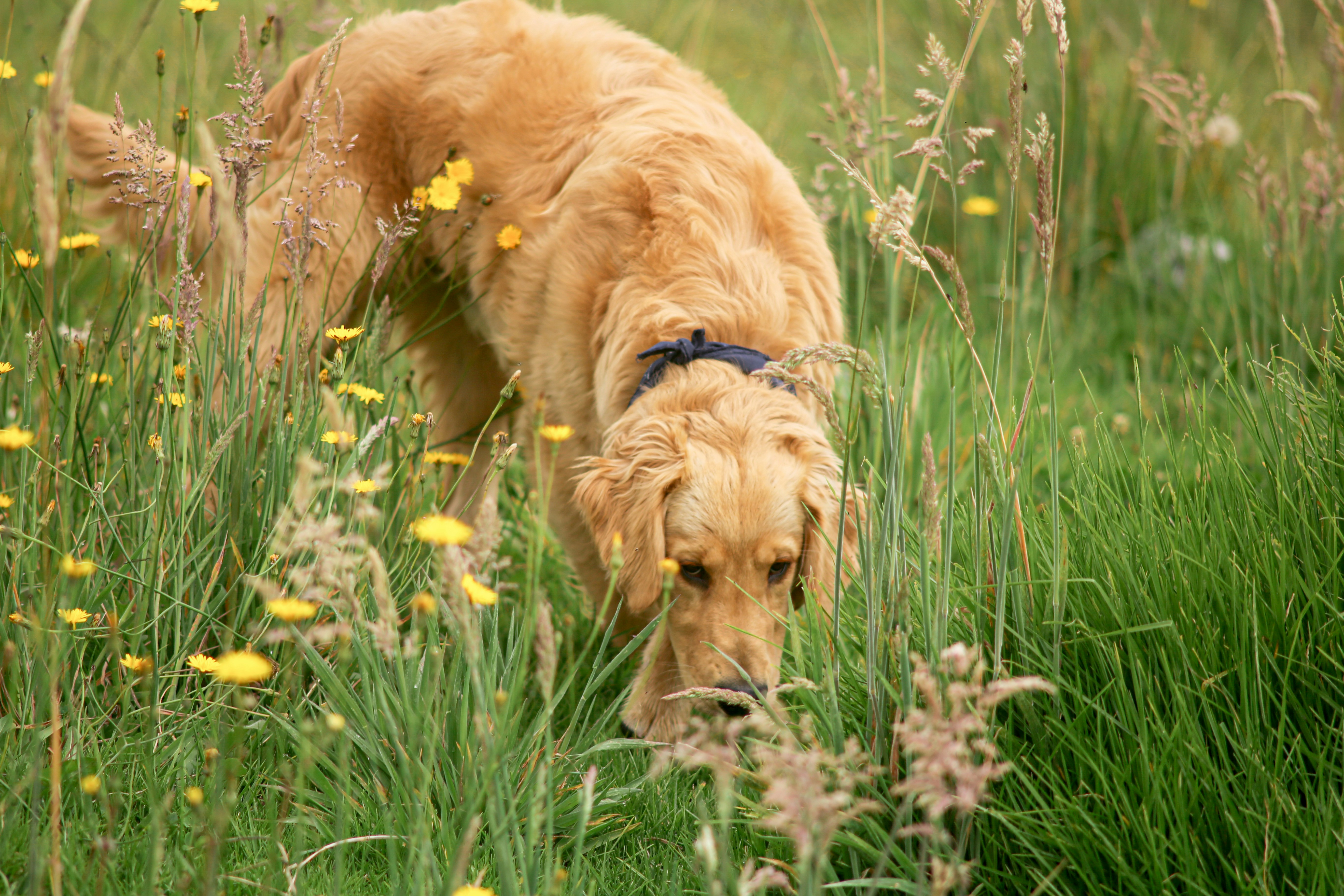 a dog in a field of grass