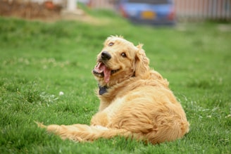 a dog lying in the grass