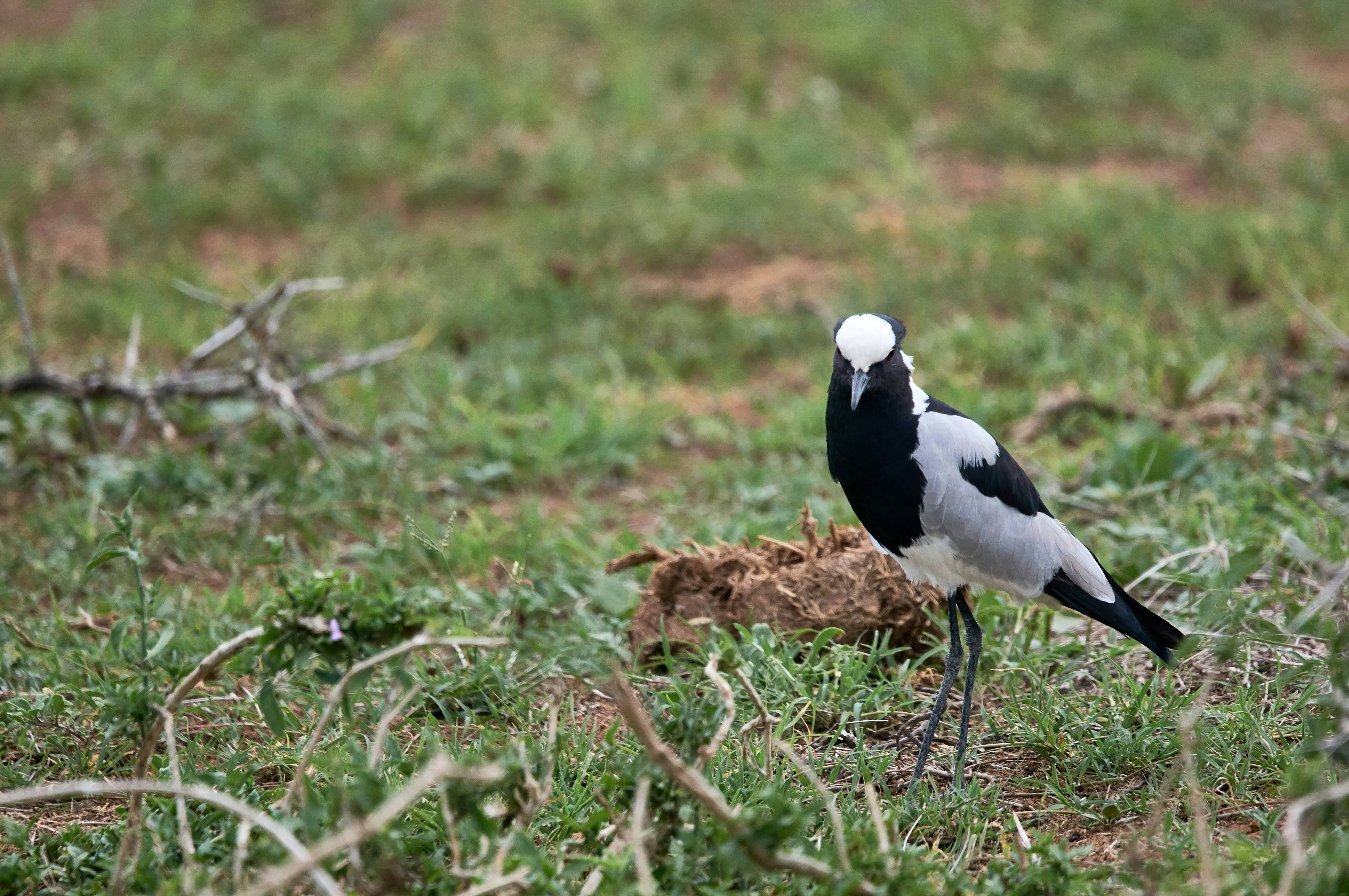 Photo by wolfgang_hasselmann