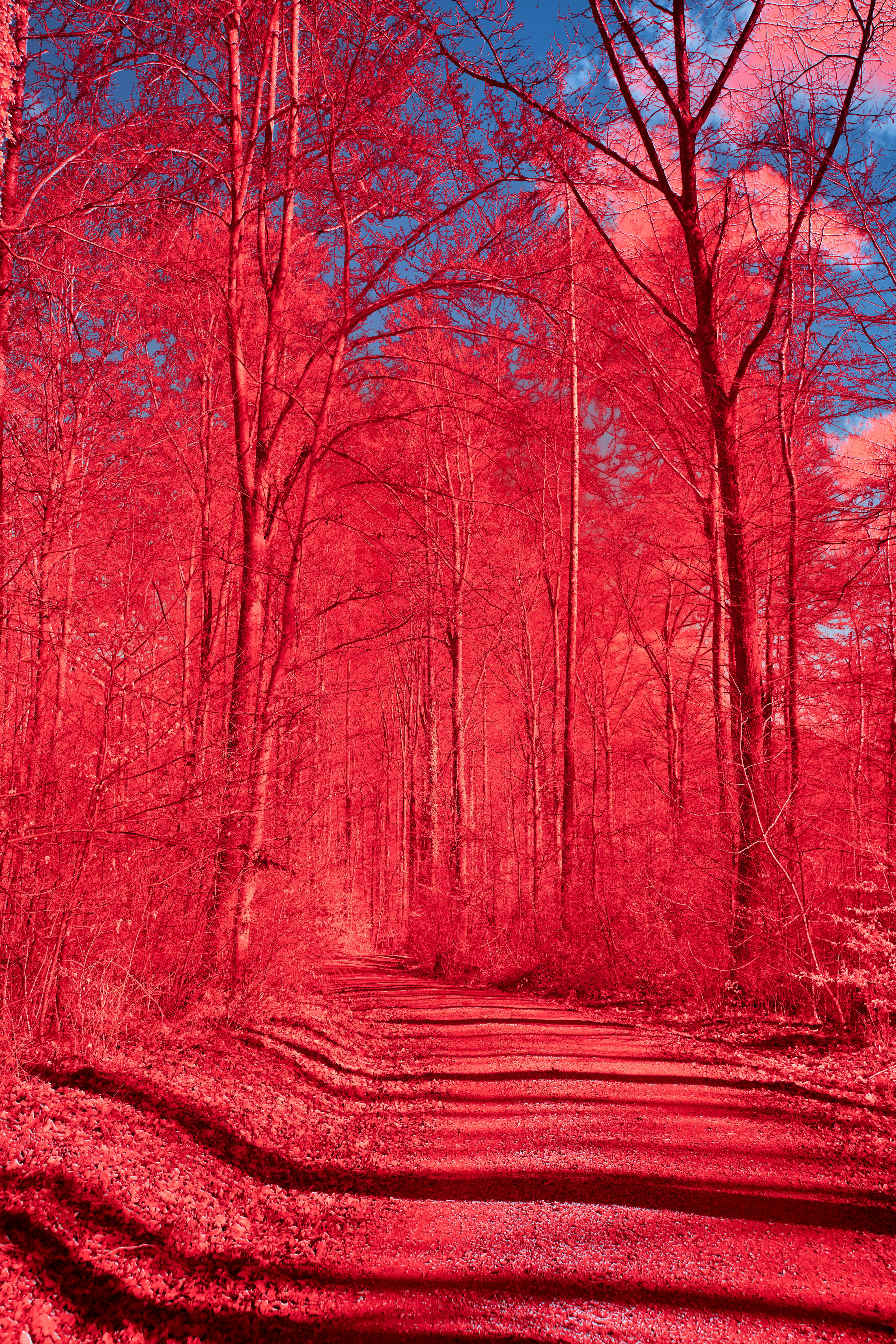 Photo by wolfgang_hasselmann