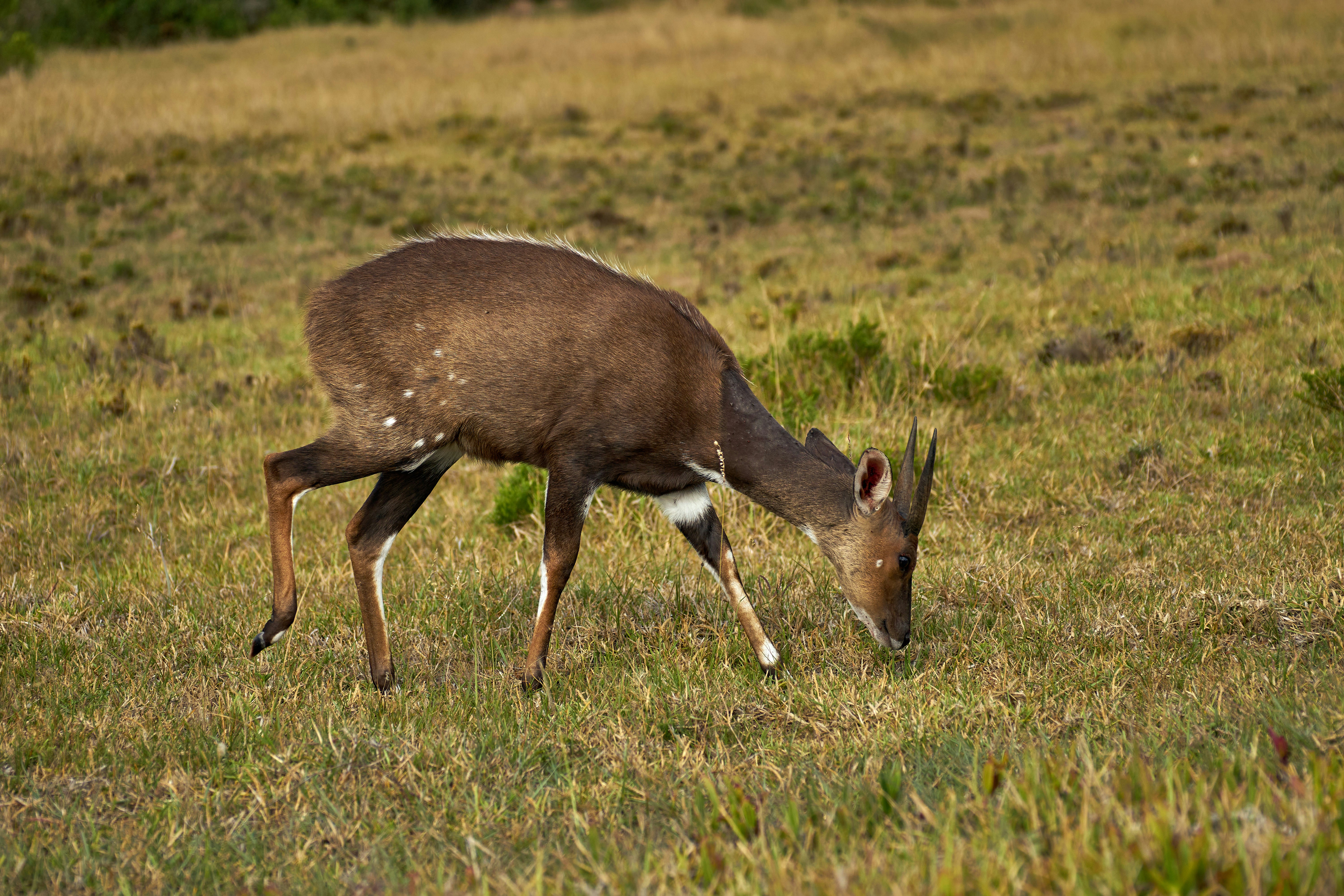 Photo by wolfgang_hasselmann