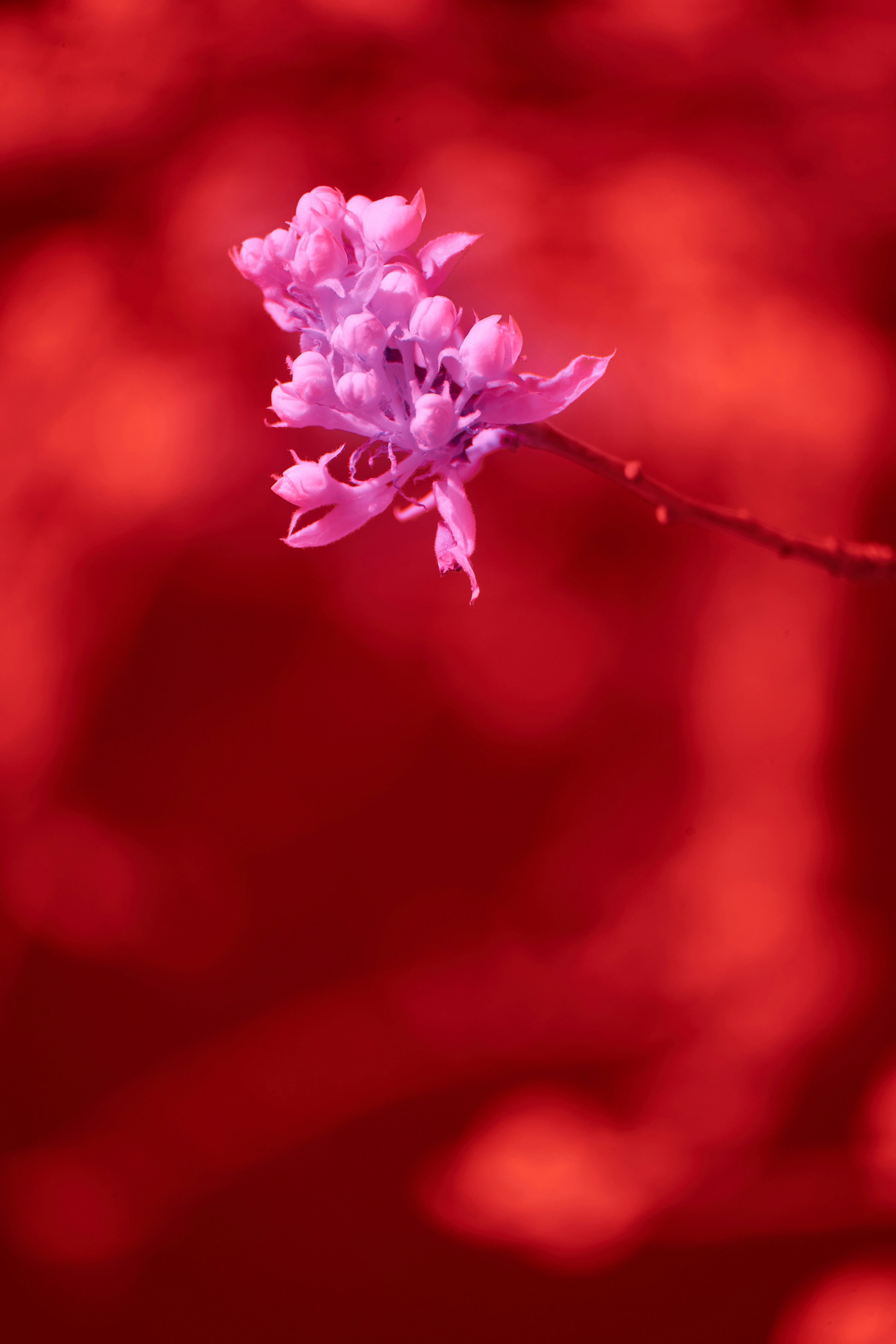 Photo by wolfgang_hasselmann