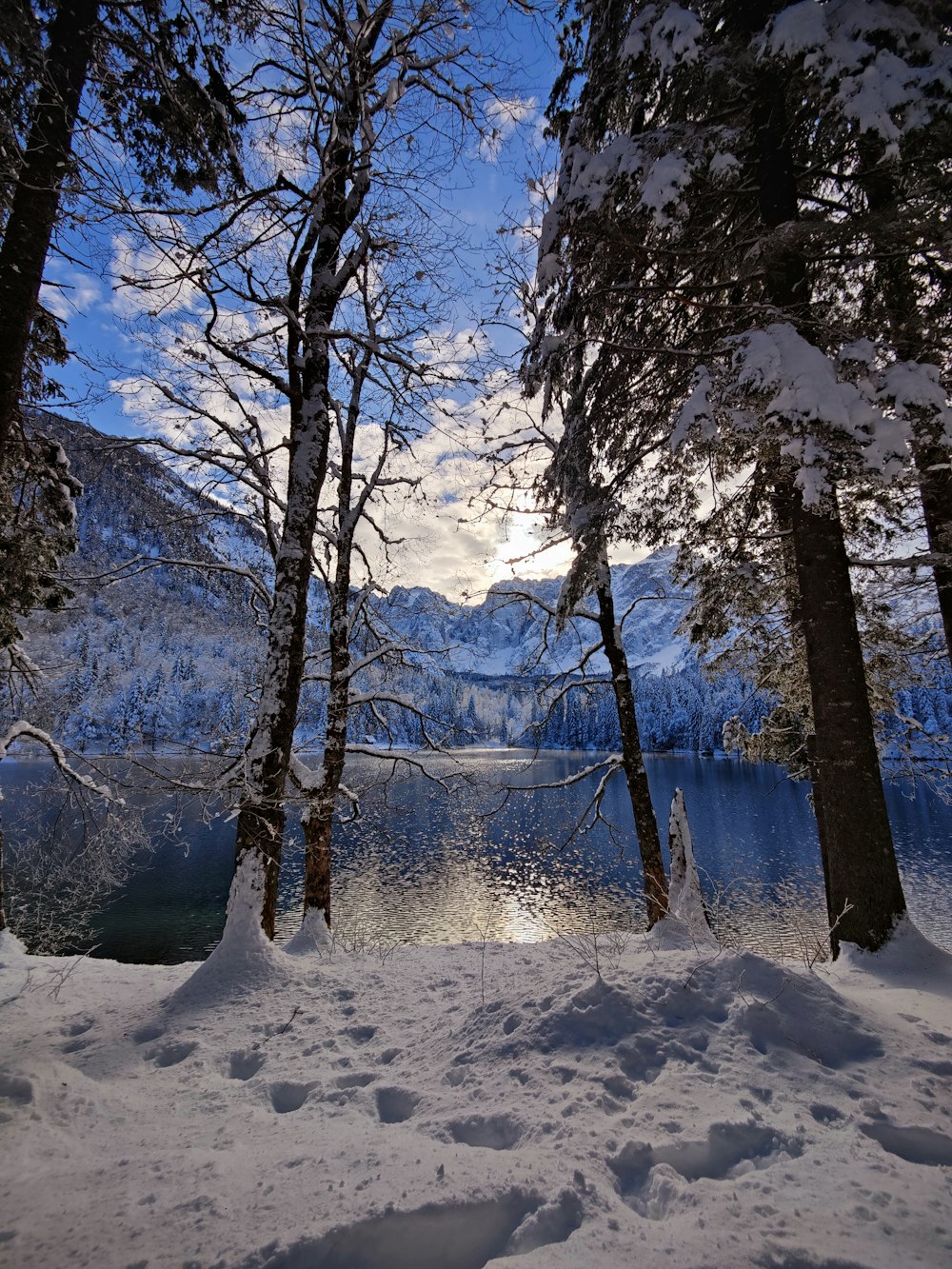 a snowy landscape with trees