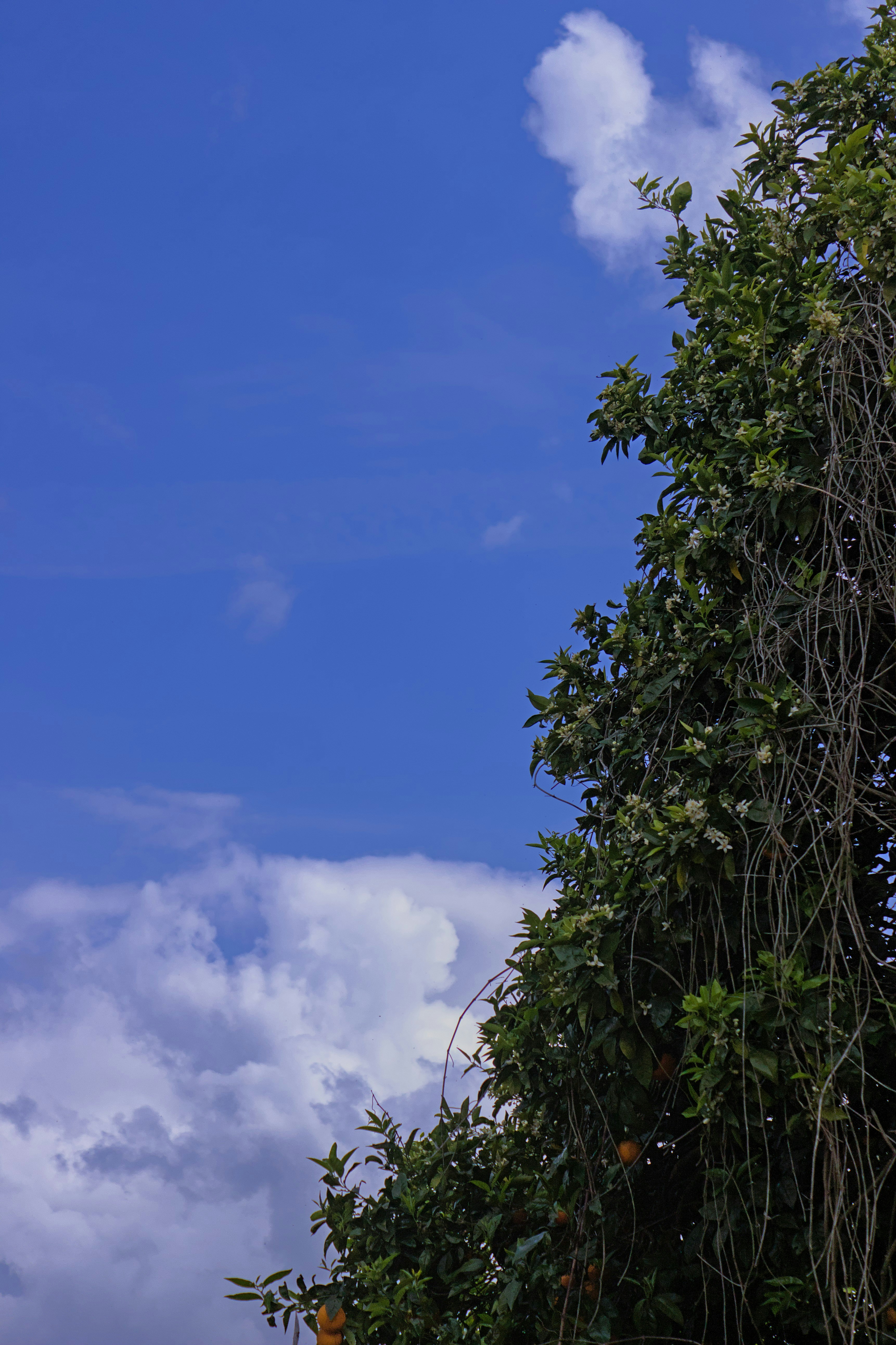 Photo by brunomiguel