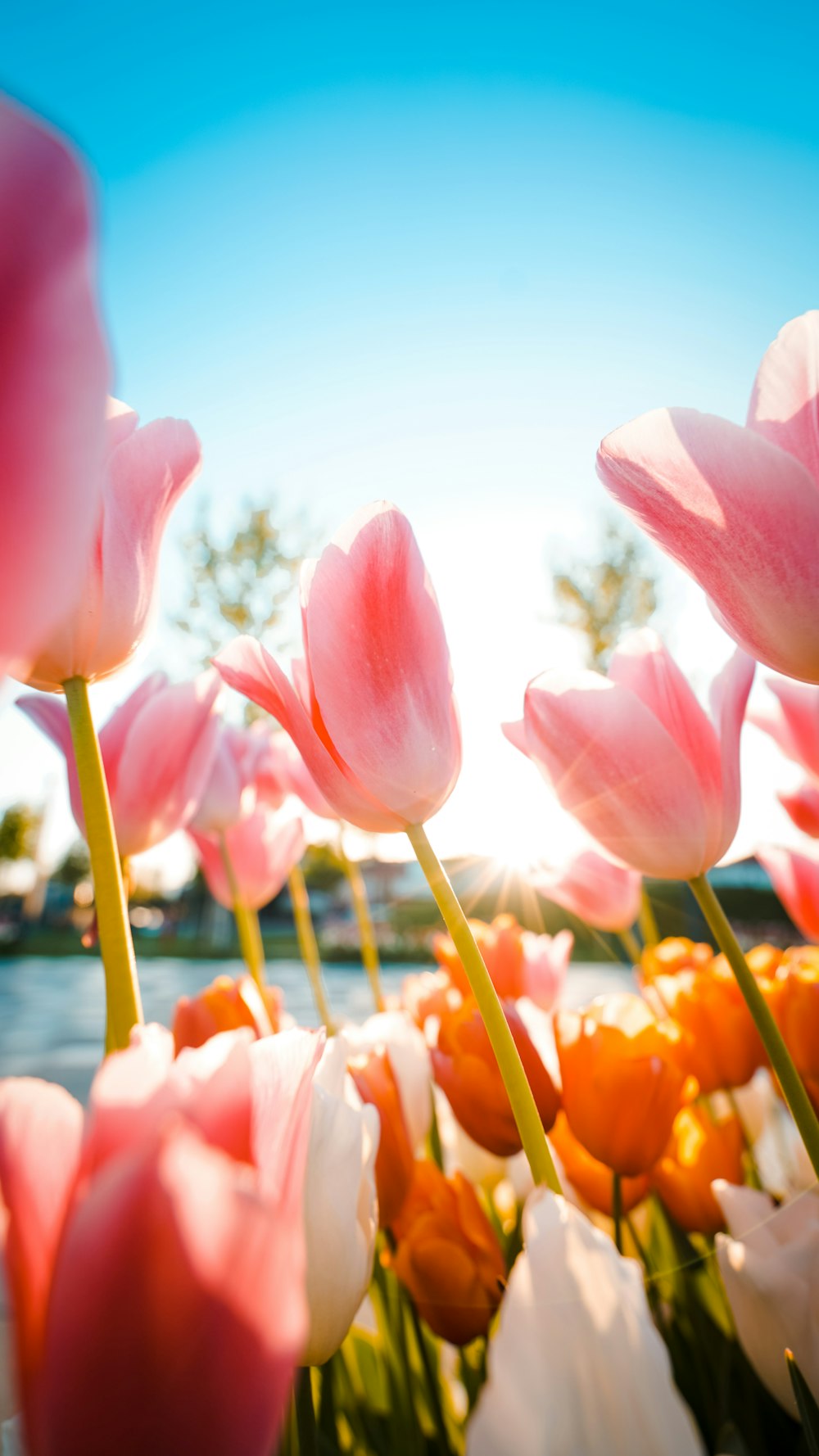 a group of flowers