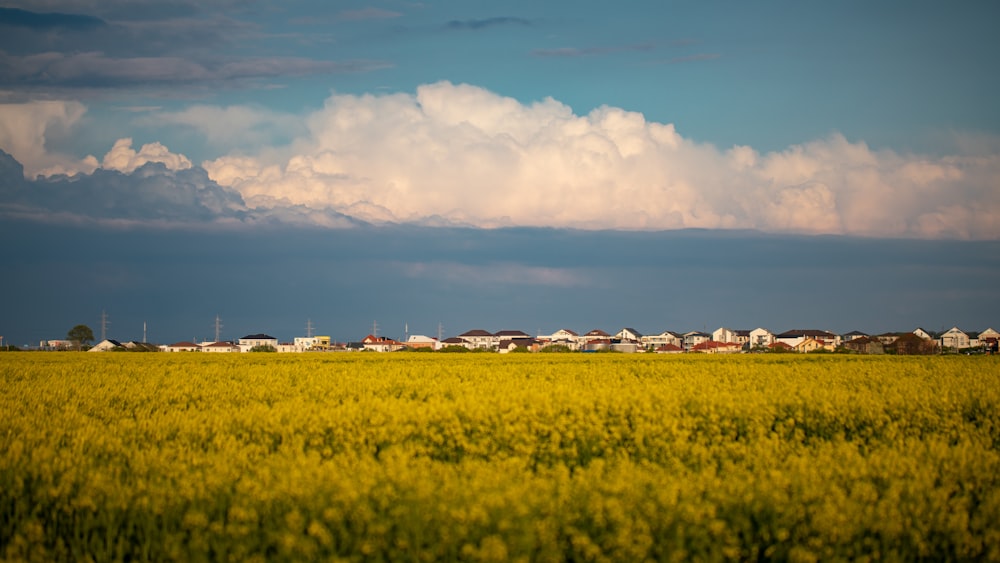 a field of grass with buildings in the background