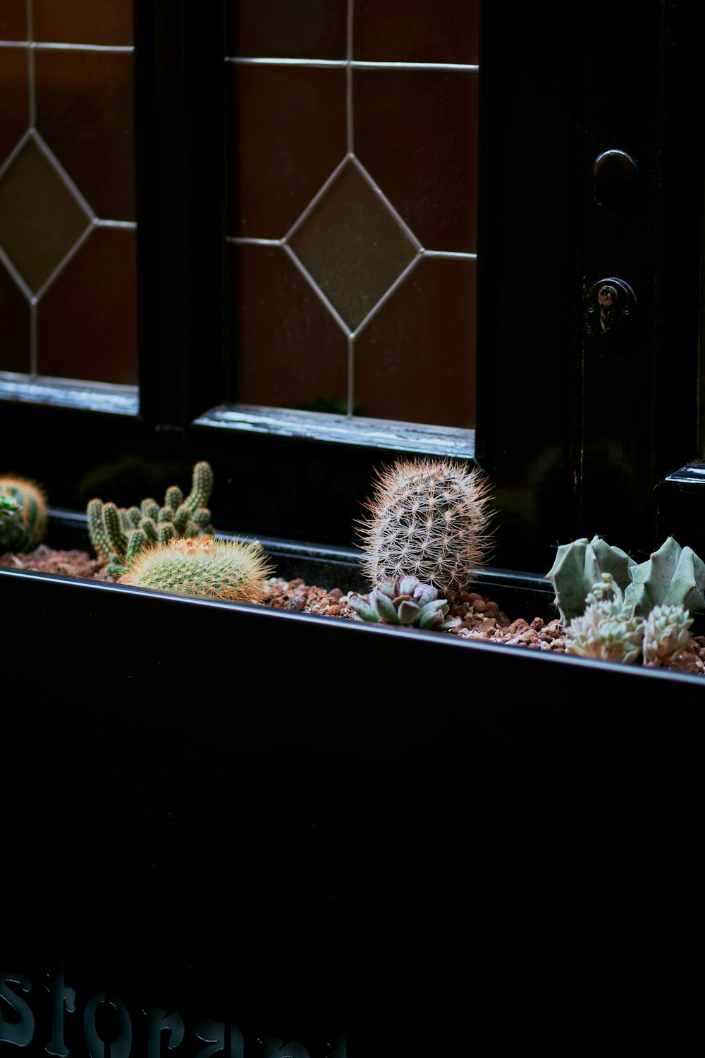 a group of cactus in a pot
