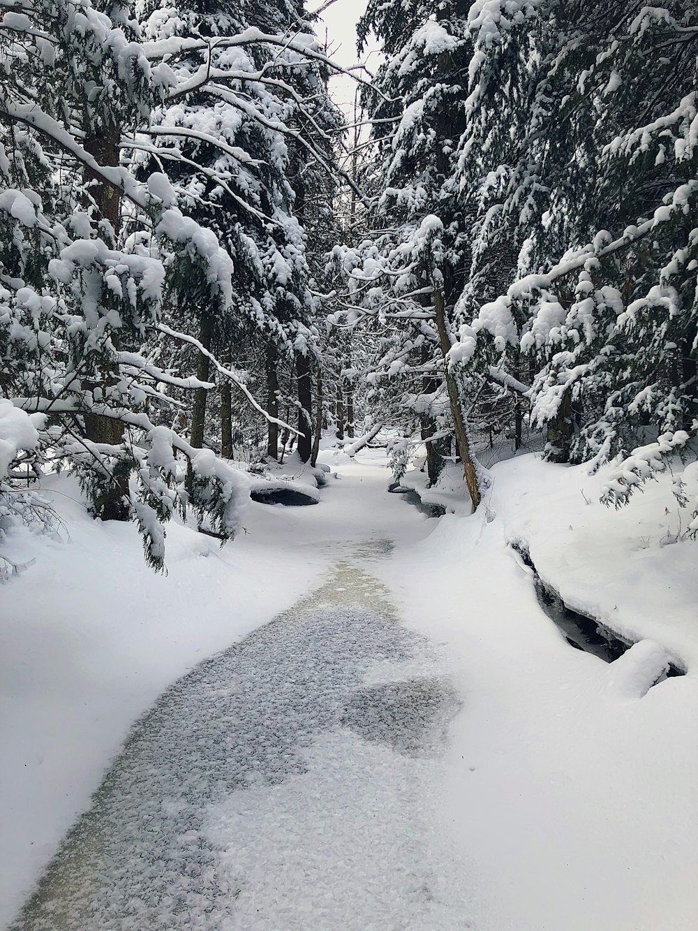 a snowy road with trees on either side of it