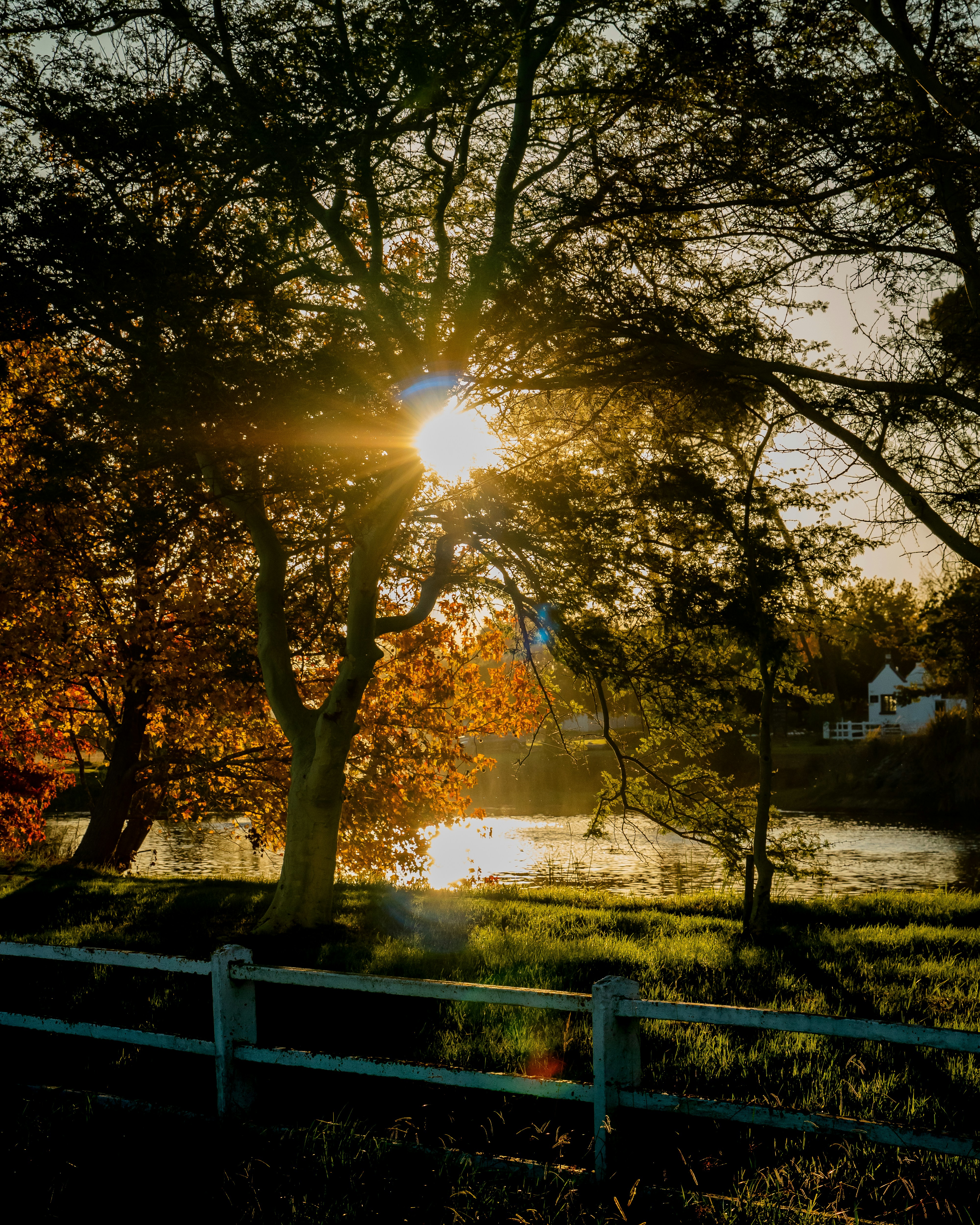 A fence and trees with the sun shining through them photo – Free Sunset ...