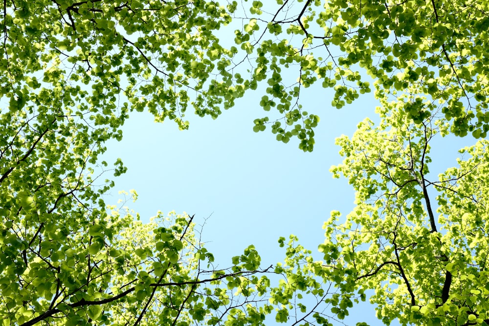 a tree with leaves