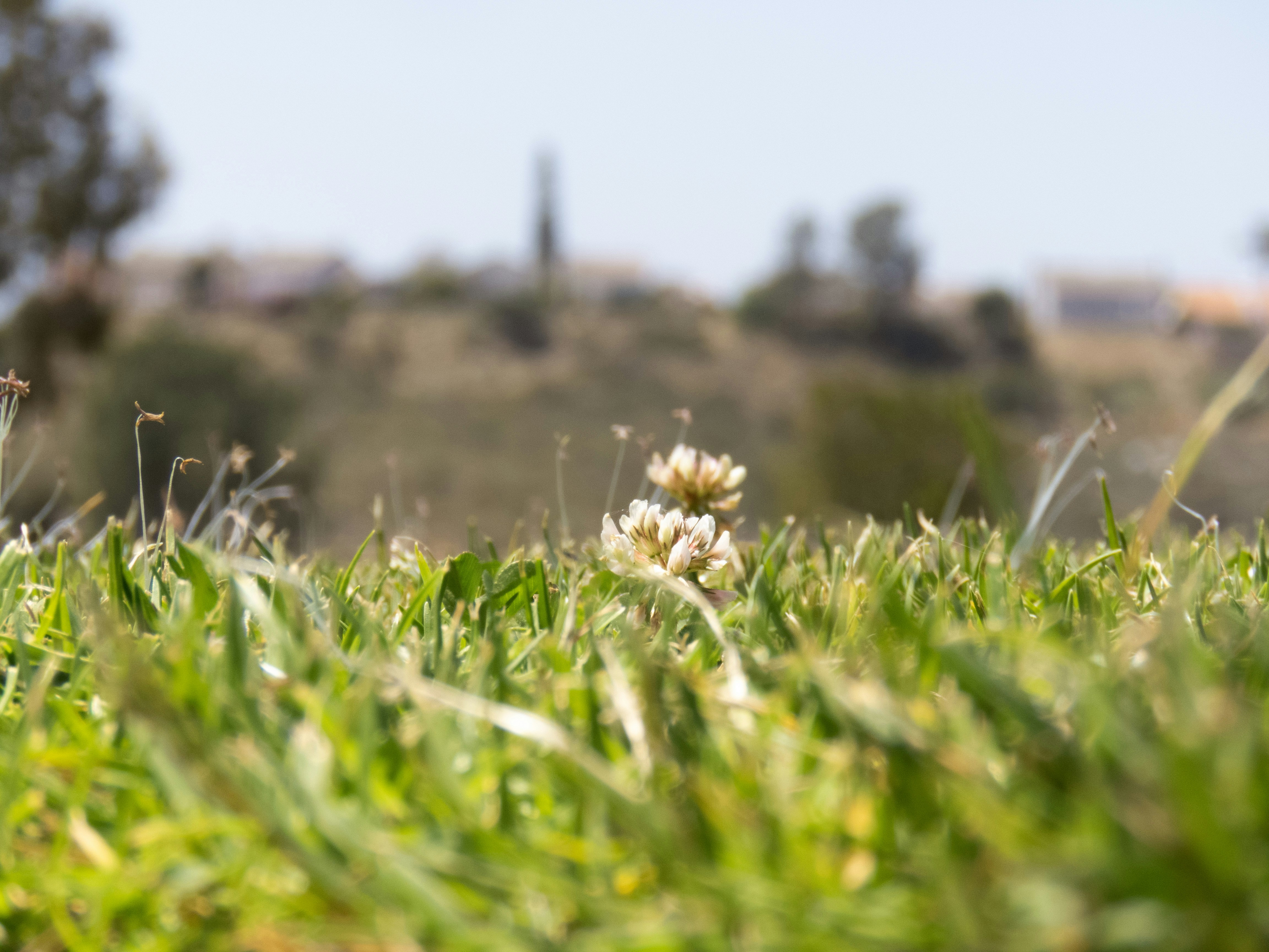 Nahaufnahme einer Blume