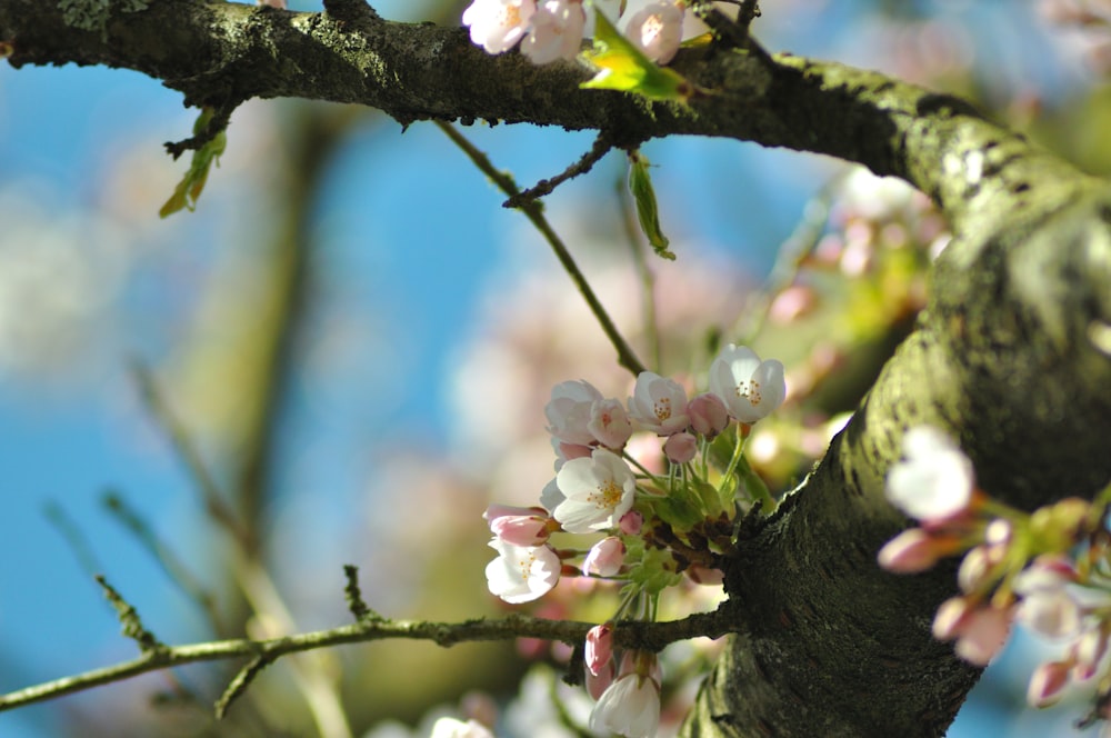 une branche d’arbre avec des fleurs blanches