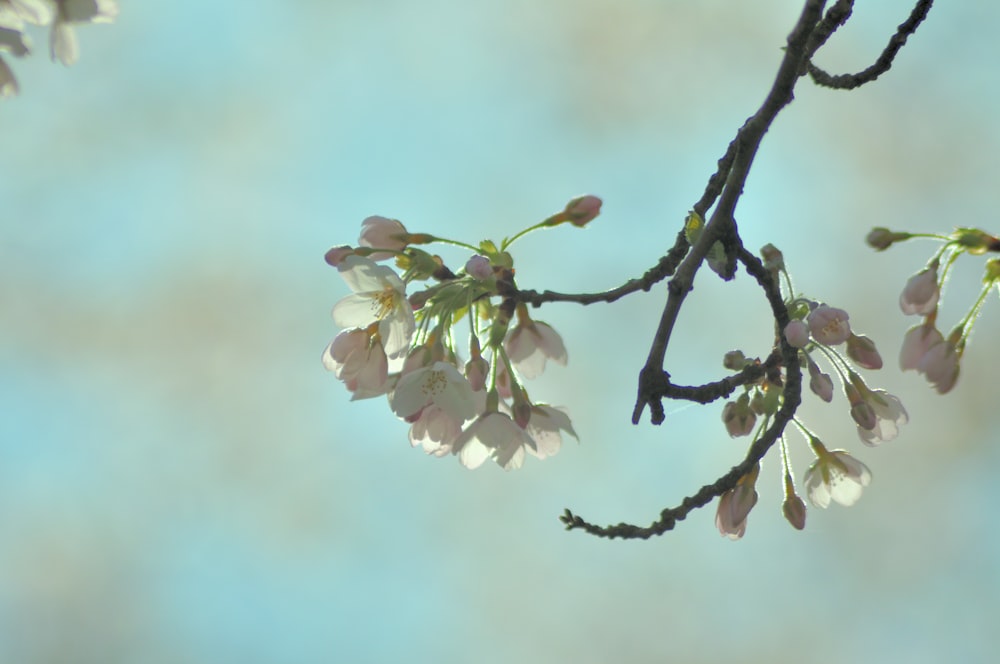 a branch with white flowers