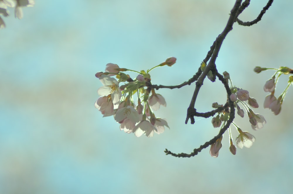 un ramo con fiori bianchi