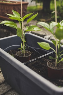 Young plants are growing in small pots placed inside a large gray plastic container filled with soil. The container is situated outdoors on a stone surface, with some greenery and a brown planter visible in the background.