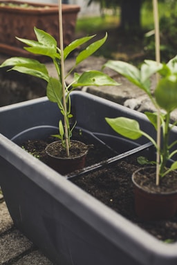 Young plants are growing in small pots placed inside a large gray plastic container filled with soil. The container is situated outdoors on a stone surface, with some greenery and a brown planter visible in the background.